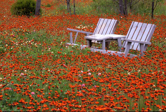 hawkweed yard