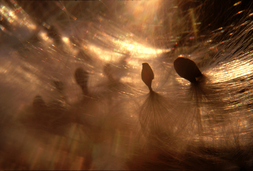 milkweed seeds