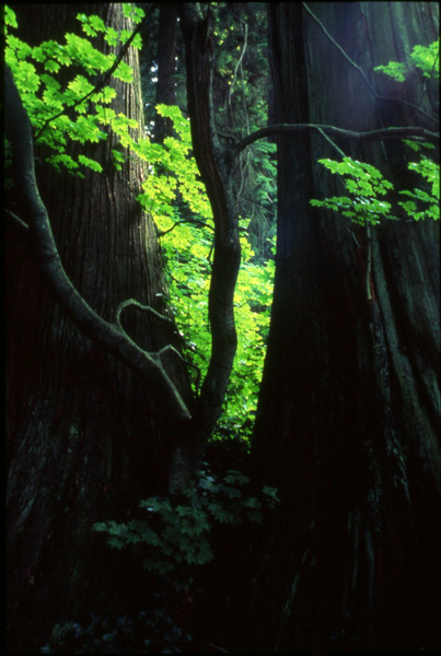old/new growth - Stanley Park, BC