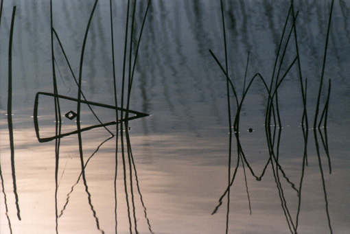 Reeds