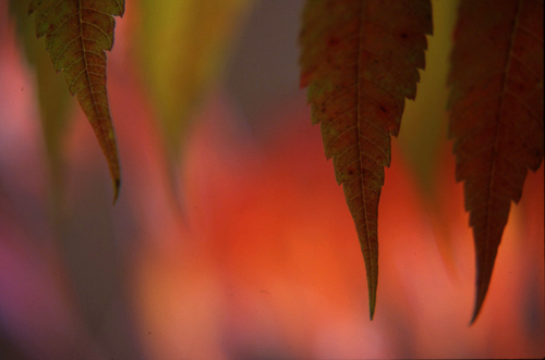 sumac leaves