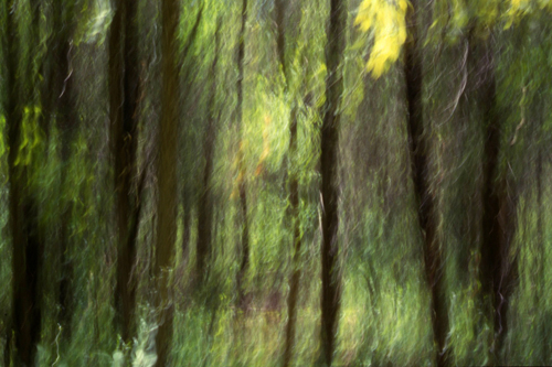 trees motion