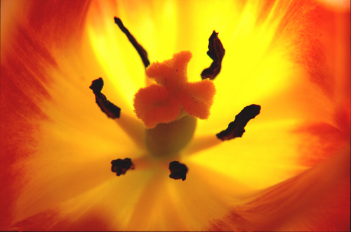 tulip fire